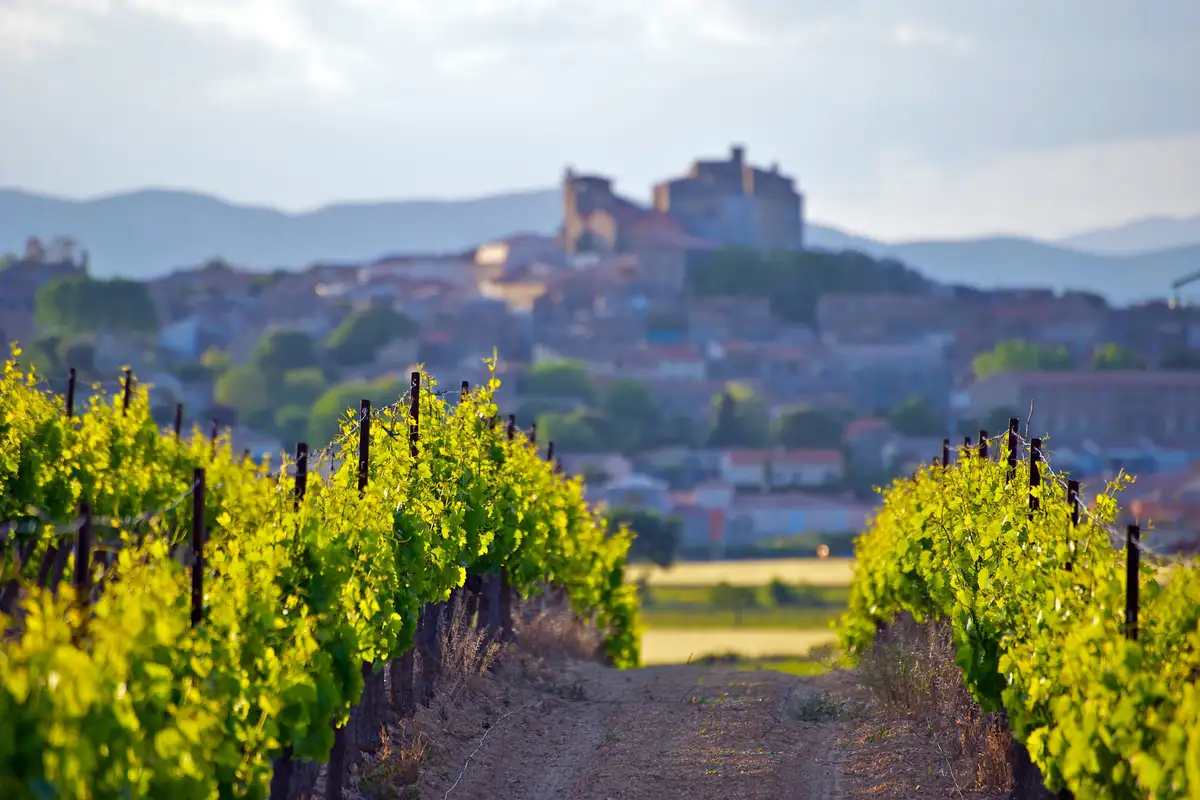Rangs de vignes dans la lumière dorée du soir, un village perché et son château en arrière-plan
