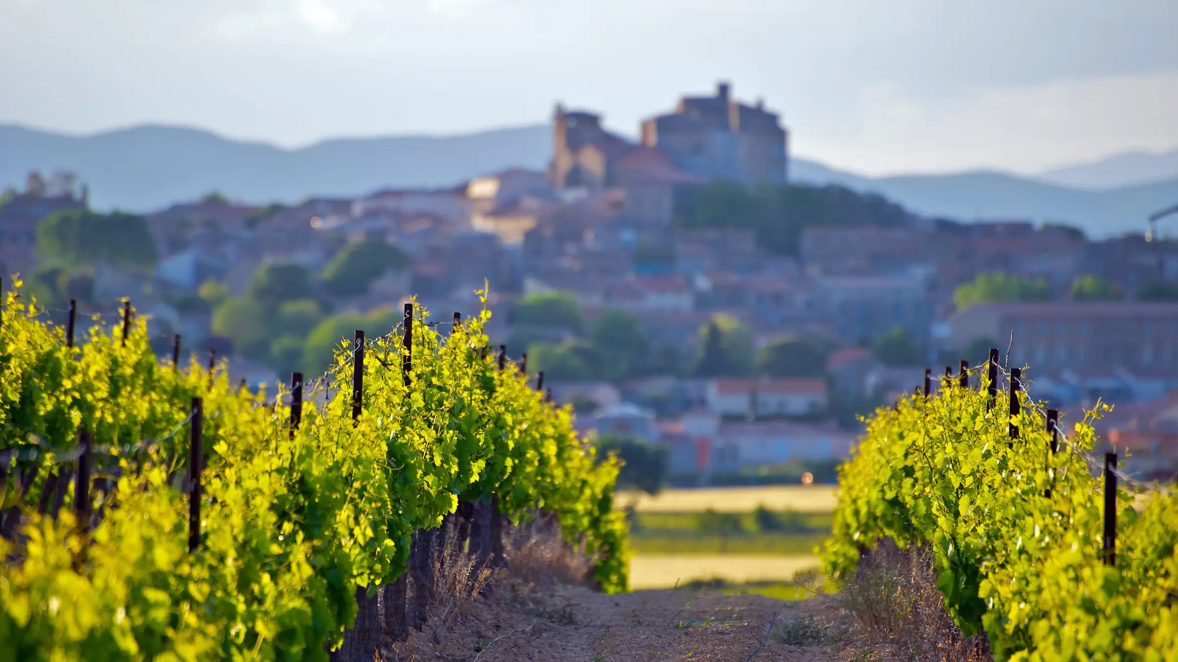 Rangs de vignes dans la lumière dorée du soir, un village perché et son château en arrière-plan